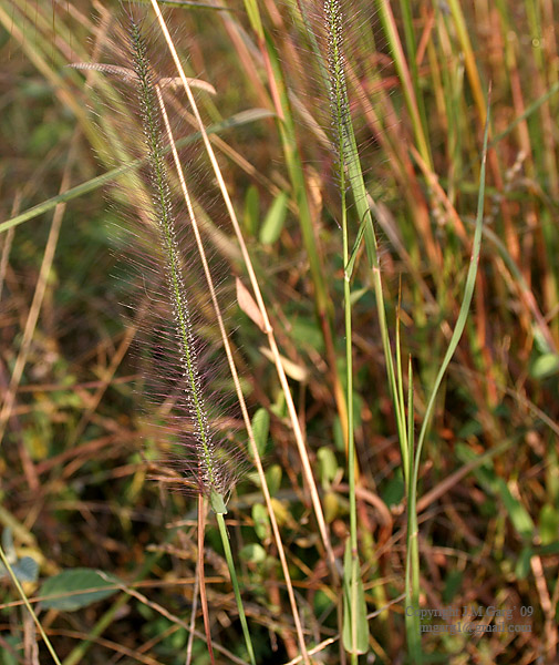 Perotis indica eFlora of India